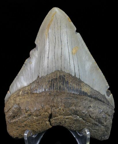 Megalodon Tooth - North Carolina #67307